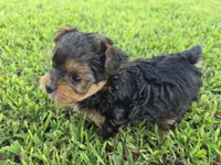PRESLEY YORKIPOO BOY, a male Yorkipoo for sale in Bowling Green, KY – 1 of 8