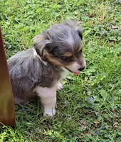 LEGGY EGGY BLU MERLE PARTI, a male Yorkipoo for sale in Bowling Green, KY – Photo 3 of 9