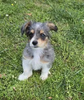 LEGGY EGGY BLUE MERLE PARTI, a male Yorkipoo for sale in Bowling Green, KY – 6 of 10