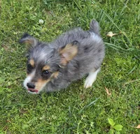 LEGGY EGGY BLUE MERLE PARTI, a male Yorkipoo for sale in Bowling Green, KY – 7 of 10