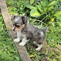 LEGGY EGGY BLU MERLE PARTI, a male Yorkipoo for sale in Bowling Green, KY – Photo 1 of 9