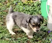 LEGGY EGGY BLU MERLE PARTI, a male Yorkipoo for sale in Bowling Green, KY – Photo 4 of 9
