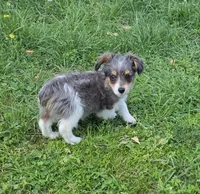 LEGGY EGGY BLUE MERLE PARTI, a male Yorkipoo for sale in Bowling Green, KY – 2 of 10