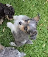 LEGGY EGGY BLU MERLE PARTI, a male Yorkipoo for sale in Bowling Green, KY – Photo 7 of 9