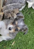 LEGGY EGGY BLU MERLE PARTI, a male Yorkipoo for sale in Bowling Green, KY – Photo 2 of 9