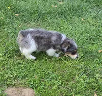 LEGGY EGGY BLUE MERLE PARTI, a male Yorkipoo for sale in Bowling Green, KY – 3 of 10