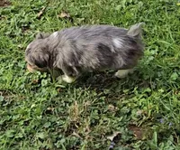 LEGGY EGGY BLU MERLE PARTI, a male Yorkipoo for sale in Bowling Green, KY – Photo 5 of 9