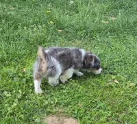 LEGGY EGGY BLUE MERLE PARTI, a male Yorkipoo for sale in Bowling Green, KY – 4 of 10
