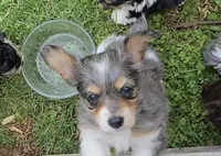 LEGGY EGGY BLU MERLE PARTI, a male Yorkipoo for sale in Bowling Green, KY – Photo 9 of 9