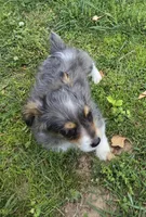 LEGGY EGGY BLUE MERLE PARTI, a male Yorkipoo for sale in Bowling Green, KY – 8 of 10