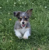 LEGGY EGGY BLUE MERLE PARTI, a male Yorkipoo for sale in Bowling Green, KY – 9 of 10