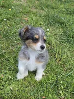 LEGGY EGGY BLUE MERLE PARTI, a male Yorkipoo for sale in Bowling Green, KY – 5 of 10