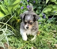 LEGGY EGGY BLU MERLE PARTI, a male Yorkipoo for sale in Bowling Green, KY – Photo 6 of 9