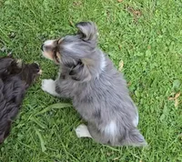 LEGGY EGGY BLU MERLE PARTI, a male Yorkipoo for sale in Bowling Green, KY – Photo 8 of 9