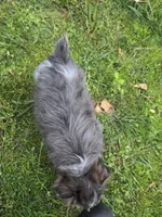 LEGGY EGGY BLUE MERLE PARTI, a male Yorkipoo for sale in Bowling Green, KY – 10 of 10