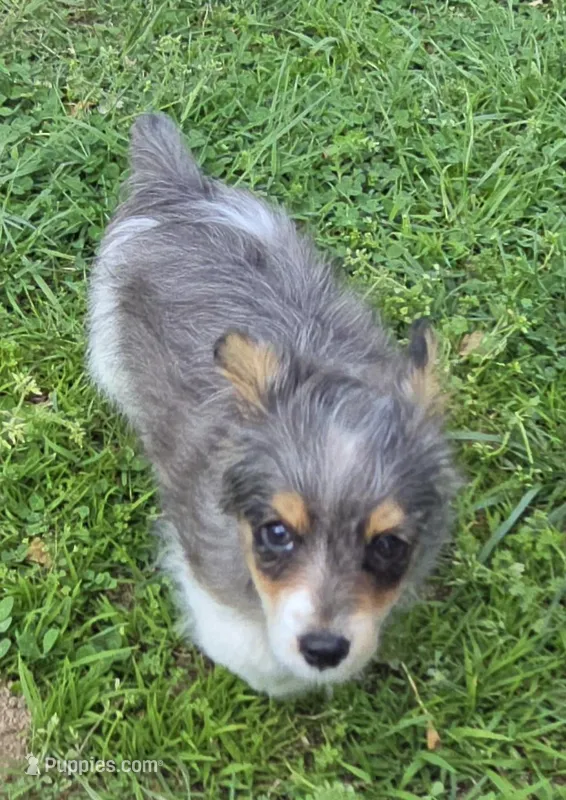 LEGGY EGGY BLU MERLE PARTI – Yorkipoo puppy for sale in Bowling Green, KY