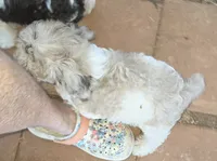 TETLEY LIGHT CHOCOLATE MERLE PARTI WITH BLUE EYE, a male Schnoodle for sale in Bowling Green, KY – 3 of 6