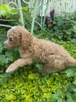 PARASOL LIGHT RED, a female Poodle - Miniature  for sale in Bowling Green, KY – 9 of 10