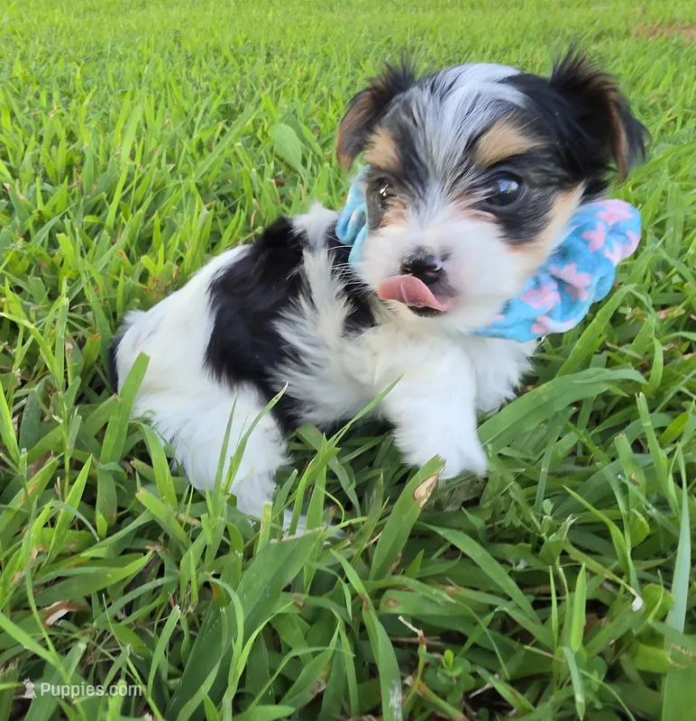 ANDERS LITTLE YORKIPOO – Yorkipoo puppy for sale in Bowling Green, KY