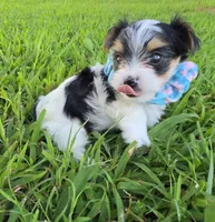 ANDERS LITTLE YORKIPOO, a male Yorkipoo for sale in Bowling Green, KY – 1 of 10
