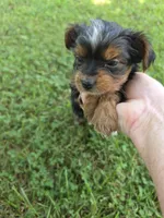 PAISLEY YORKIPOO GIRL, a female Yorkipoo for sale in Bowling Green, KY – 3 of 8