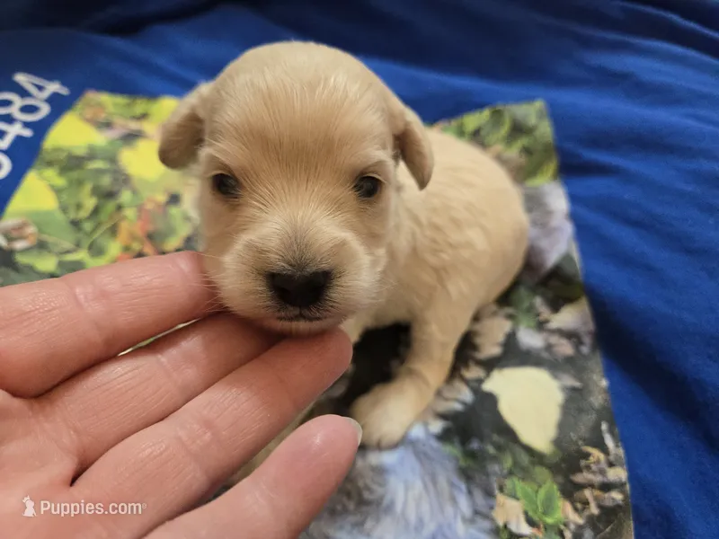 VANILLA CREAM SCHNOODLE