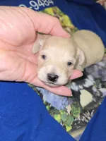 processed/844001df-3b33-4581-88ba-4a3c4687e6c0/listing/f265847a-19e3-4729-9aac-e29d2c048066/f6e8e3c0-9f61-4b5a-957a-b52070a26dcb