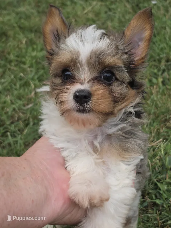 LOCK BLUE MERLE PARTI – Yorkipoo puppy for sale in Bowling Green, KY