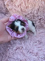 PIGEON YORKIPOO GIRL, a female Yorkipoo for sale in Bowling Green, KY – 7 of 10