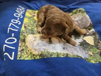 CHOCOLATE AND TAN MERLE GIRL, a female Schnoodle for sale in Bowling Green, KY – Photo 8 of 10