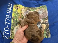 CHOCOLATE AND TAN MERLE GIRL, a female Schnoodle for sale in Bowling Green, KY – Photo 9 of 10