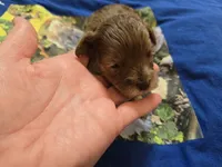 CHOCOLATE AND TAN MERLE GIRL, a female Schnoodle for sale in Bowling Green, KY – Photo 6 of 10