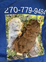CHOCOLATE AND TAN MERLE GIRL, a female Schnoodle for sale in Bowling Green, KY – Photo 10 of 10