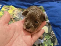 CHOCOLATE AND TAN MERLE GIRL, a female Schnoodle for sale in Bowling Green, KY – Photo 7 of 10