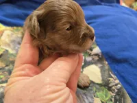 CHOCOLATE AND TAN MERLE GIRL, a female Schnoodle for sale in Bowling Green, KY – Photo 3 of 10