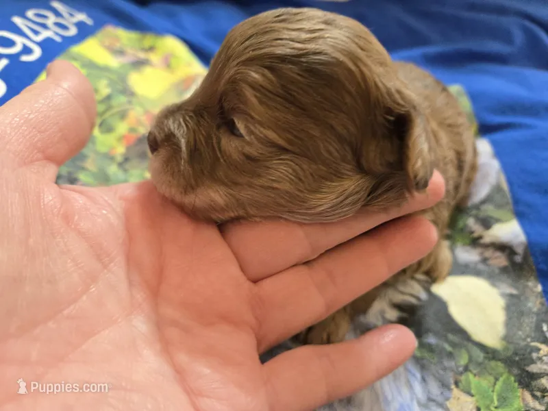 CHOCOLATE AND TAN MERLE GIRL