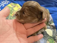 CHOCOLATE AND TAN MERLE GIRL, a female Schnoodle for sale in Bowling Green, KY – Photo 1 of 10