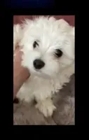 FINCH on hold for Ashley , a male Maltese for sale in Bowling Green, KY – 4 of 7