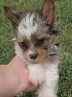 LOCK BLUE MERLE PARTI, a male Yorkipoo for sale in Bowling Green, KY – 8 of 10