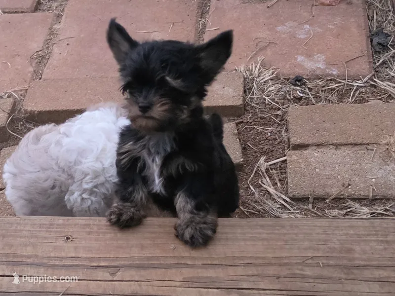 LINK TINY YORKIPOO – Yorkipoo puppy for sale in Bowling Green, KY