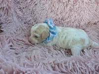 Padigan APRICOT MERLE, a female Poodle - Miniature  for sale in Bowling Green, KY – 3 of 10