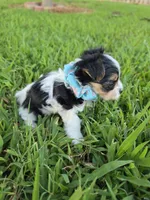 ANDERS LITTLE YORKIPOO, a male Yorkipoo for sale in Bowling Green, KY – 10 of 10