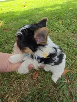 TINY ANDERS YORKIPOO, a male Yorkipoo for sale in Bowling Green, KY – 9 of 10