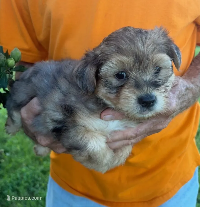 BLUE MERLE AND TAN – Yorkipoo puppy for sale in Bowling Green, KY