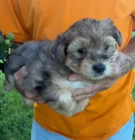 BLUE MERLE AND TAN, a male Yorkipoo for sale in Bowling Green, KY – 1 of 5
