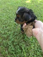 PAISLEY YORKIPOO GIRL, a female Yorkipoo for sale in Bowling Green, KY – 6 of 8