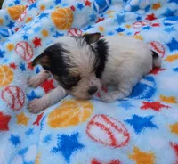 DANDY TINY TEACUP YORKIE MALE, a male Yorkshire Terrier for sale in Bowling Green, KY – 6 of 9