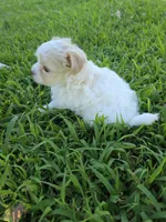 PRISSY MORKIPOO GIRL, a female Yorkipoo and Maltese for sale in Bowling Green, KY – 8 of 9