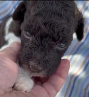 DARK CHOCOLATE PARTI, a male Schnoodle for sale in Bowling Green, KY – 5 of 10