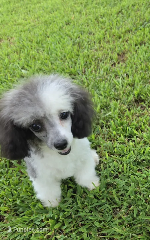 HARMONY SILVER PARTI GIRL – Poodle - Toy  puppy for sale in Bowling Green, KY